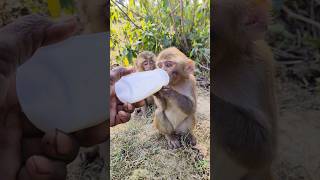 Dudu pita bandar ka bachcha 🍼🐵#bandar #monkeyvideo #monkey 0486