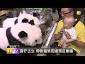 【2013.08.18】圓仔雙眼微睜 貓熊館湧現人潮 udn tv