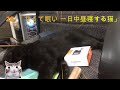 28. 「甘くて眠い 一日中昼寝する猫」