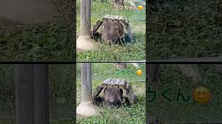 #ウォンバット のフクちゃんとコウくん(同じトンネルです😆) #五月山動物園 #Shorts