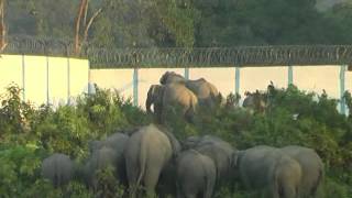 Elephant route blocked at Deopahar, Kaziranga 1