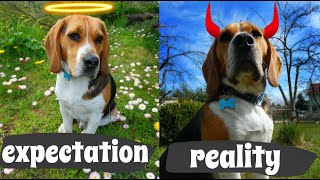 Life with a BEAGLE: expectation vs reality