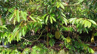 PEMUPUKAN SEMPROT dan KOCOR FASE PEMANISAN BUAH DURIAN BAWOR DEPAN RUMAH #durian