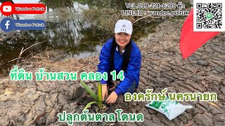 การปลูกต้นตาลโตนด รอบวงเวียน ณ ทีดิน บ้านสวน คลอง 14 องครักษ์ นครนายก โทร 0992216289 ตุ๊ก