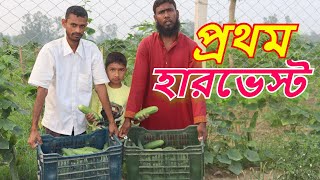 কৃষি ফার্মে প্রথম শসা হারভেস্ট।আধুনিক কৃষি ফার্ম।রুবেল মিয়া।