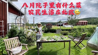 #种菜#grow vegetables#种韭菜#种西芹#种西葫芦#种各种青菜在北欧乡村##NordicGrowing Vegetables