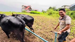 Primitive Ploughing machine in Sikkim village