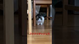 フリフリダッシュ　#ねこ #フリフリ #保護猫　#cat #shorts