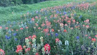 The Brilliant Wild Flowers of Texas #wildflower #wildflowersintexas