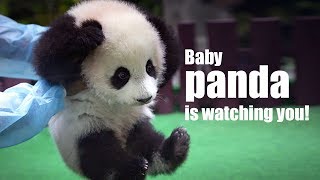 Live: Baby panda is watching you! 这里有只熊猫宝宝在等你取名字！