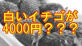 高額な白いイチゴと普通のイチゴを食べ比べた結果・・・白いイチゴが4000円？？？【海外の反応】