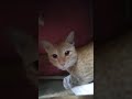 Cat mind voice