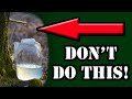 BIRCH SAP: How NOT TO HARVEST! - Do THIS instead...