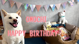 我が家の柴犬おもちの４歳の誕生日でした。