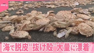 【海岸1.7キロに…】なぜ？海岸に大量の「甲羅」