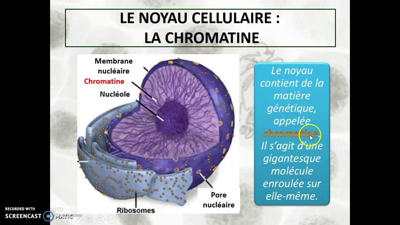 Cours 6a - La Cellule (le Noyau Cellulaire) - YouTube