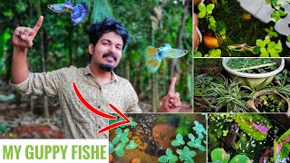 MY GUPPY FISH | ഗപ്പി FISH TANK | ഞാൻ ഗപ്പി വളർത്തുന്ന രീതി