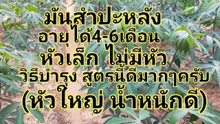 มันอายุ4-6เดือนมันหัวเล็กไม่มีหัว วิธีแก้ไข สูตรนี้ดีมากๆครับ#ปลูกมันสำปะหลัง