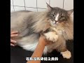 翻新一位18斤的挪威森林猫 cat 宠物洗护 猫