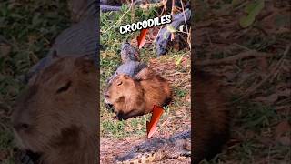 Capybaras Vs crocodiles 🥹 # short #animalstories #capybara #crocodile