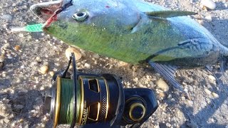 False Albacore Fishing and Penn Clash Reel Review