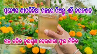 ପ୍ରତ୍ୟେକ ଶୀତଦିନିଆ ଫୁଲଗଛରେ ଦିଅନ୍ତୁ ଅଦରକାରୀ ଜିନିଷରୁ ପ୍ରସ୍ତୁତ ଏହି ତରଳଖତ ଗଛବଢିବ ଦୁଇଗୁଣ#liquidfertilizer