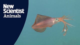 Male bigfin reef squid may be the best fathers of all cephalopods