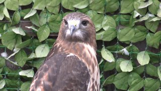 レッドテールホーク　アニちゃん　ちょこんとそこに佇んでいます　【掛川花鳥園】Red-tailed Hawk Ani-chan Kakegawa Garden