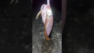 Squid Game - Eging #fishing #calamari #squidgame