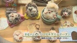 小さな雑貨屋さん ひなたぼっこ／福井県越前市【丹南のお店情報番組 みせばん】