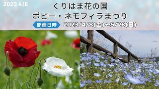 くりはま花の国・ポピー・ネモフィラまつり｜2023年4月16日の開花状況