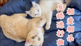 猫咪这是相爱的甜腻还是相杀的挑衅，没有看懂！