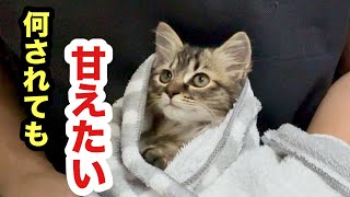 初めての爪切りなのにノドを鳴らして甘える保護子猫／名前が決まっても赤ちゃん子猫