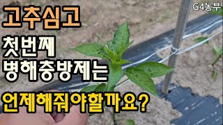 고추모종심고 첫방제는 언제해줘야할까요