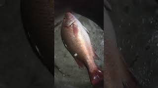 ചെമ്പല്ലി  - Red snapper