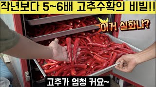 [한국농수산TV] 잃어버린 고추농사 9년! 작년보다 5~6배 고추수확의 비밀!! 경기도 양주