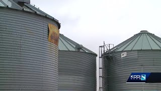 Harvested with nowhere to sell, farmers forced to store soybeans