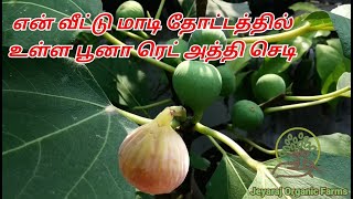 என் வீட்டு மாடி தோட்டத்தில் உள்ள பூனா ரெட் அத்தி செடி