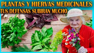 Las mejores Plantas Medicinales para subir nuestras defensas