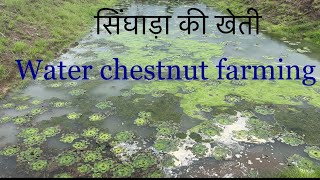 सिंघाड़ा की खेती । Water chestnut farming ।  #singhada  #waterchestnut । सिंघाड़े की खेती कैसे करे