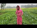 অনেক দিন পর আজকে সবাই এক সাথে খেলাম। bangladeshi simple village farmer vlog village vloger