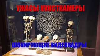 КУНСТКАМЕРА И ВСЕ ЕЁ УЖАСЫ ШОКИРУЮЩИЕ ЭКСПОНАТЫ ОТ КОТОРЫХ КРОВЬ В ЖИЛАХ СТЫНЕТ УНИКАЛЬНЫЕ КАДРЫ