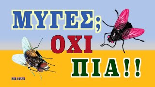 Get rid of flies ecologically