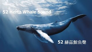 52 赫茲世界上最孤獨的鯨魚聲一小時｜52 Hertz The world's loneliest whale sound 1 hour