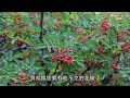 【養養養花花花】棚角種棵“野花椒”，有院子種一棵，用葉子炒雞蛋，用果子當調料