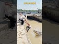 terpeleset di aliran sungai seorang pria diintai buaya lapar animals crocodile shorts