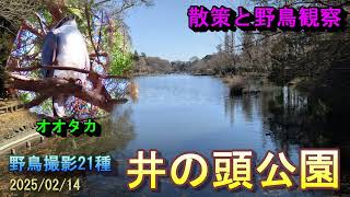 【散策と野鳥観察】井の頭公園　オオタカも見れました。