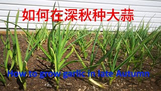 如何在深秋种大蒜（过程和注意事项）- How to plant garlic in later autumn (major processes and precautions)