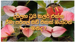 No:-367 මේච්චර වටින ප්ලාන්ට් ටිකක් අඩුම මිලට ඔනිද? මේක මඟඇරගත්තෝත් නම් ඉතින් අපරාදේ