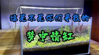 无过滤无打氧的鱼缸，且能自我生态调节，能算得上梦中情缸吗？